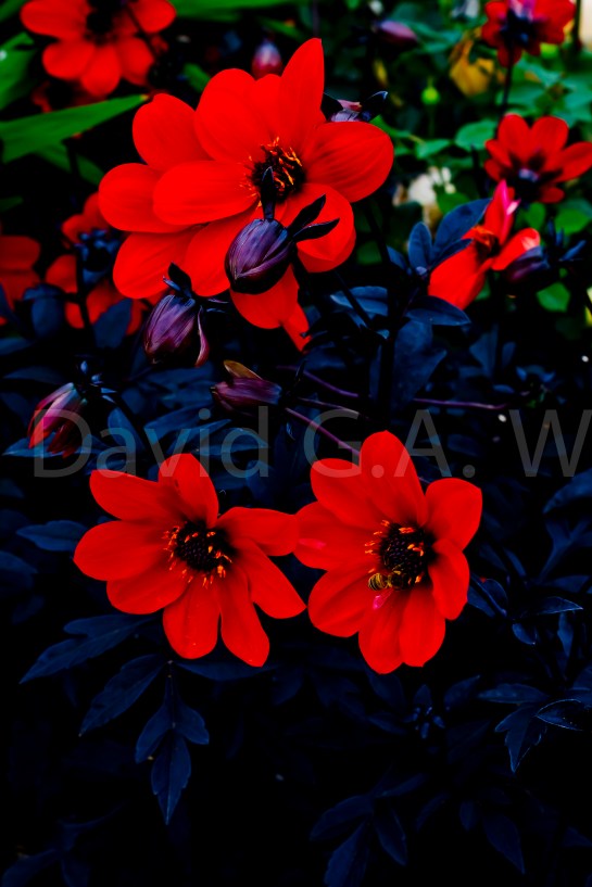 Wallflower: Beauty Burns So Bright, So Fast….: - I took this image at the 2014 Hampton Court Flower show. Its beauty stands for it self. I have not altered the colours. They are as in life.