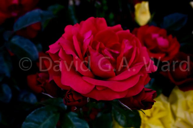 The Red Rose Runs Deep: This is one of my most favourite images. I took the image at the 2014 Hampton court Flower show. The colours are so sublime. I have not enhanced them in any way. They are as they were in life.